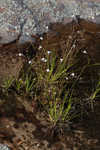 Piedmont false pimpernel